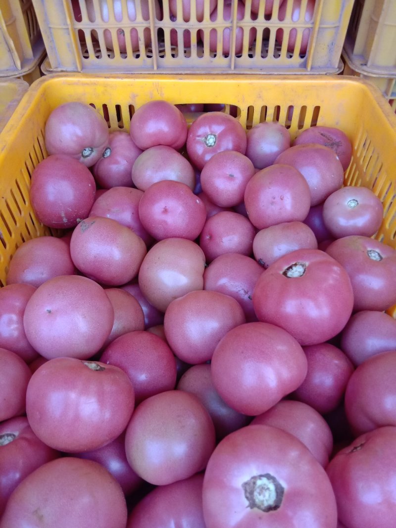 精品西红柿辣椒蔬菜水果代办