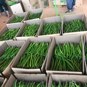 精品西红柿辣椒蔬菜水果代办