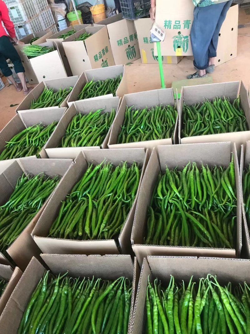 精品西红柿辣椒蔬菜水果代办