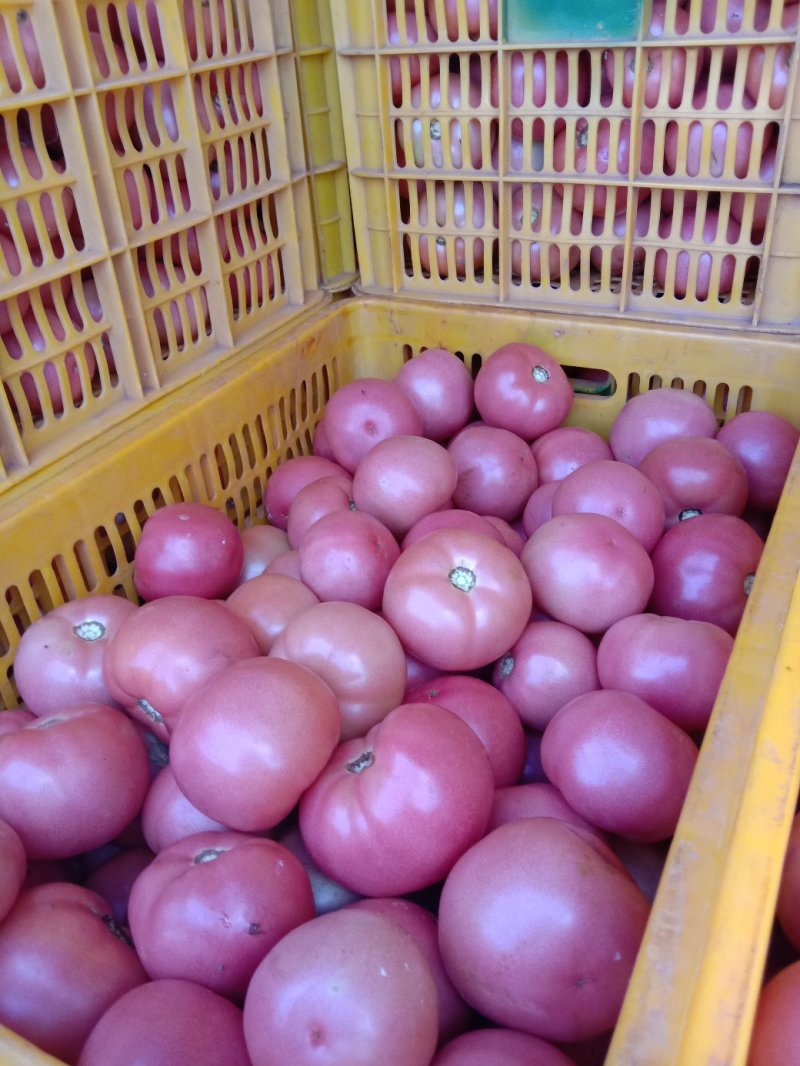 精品西红柿辣椒蔬菜水果代办