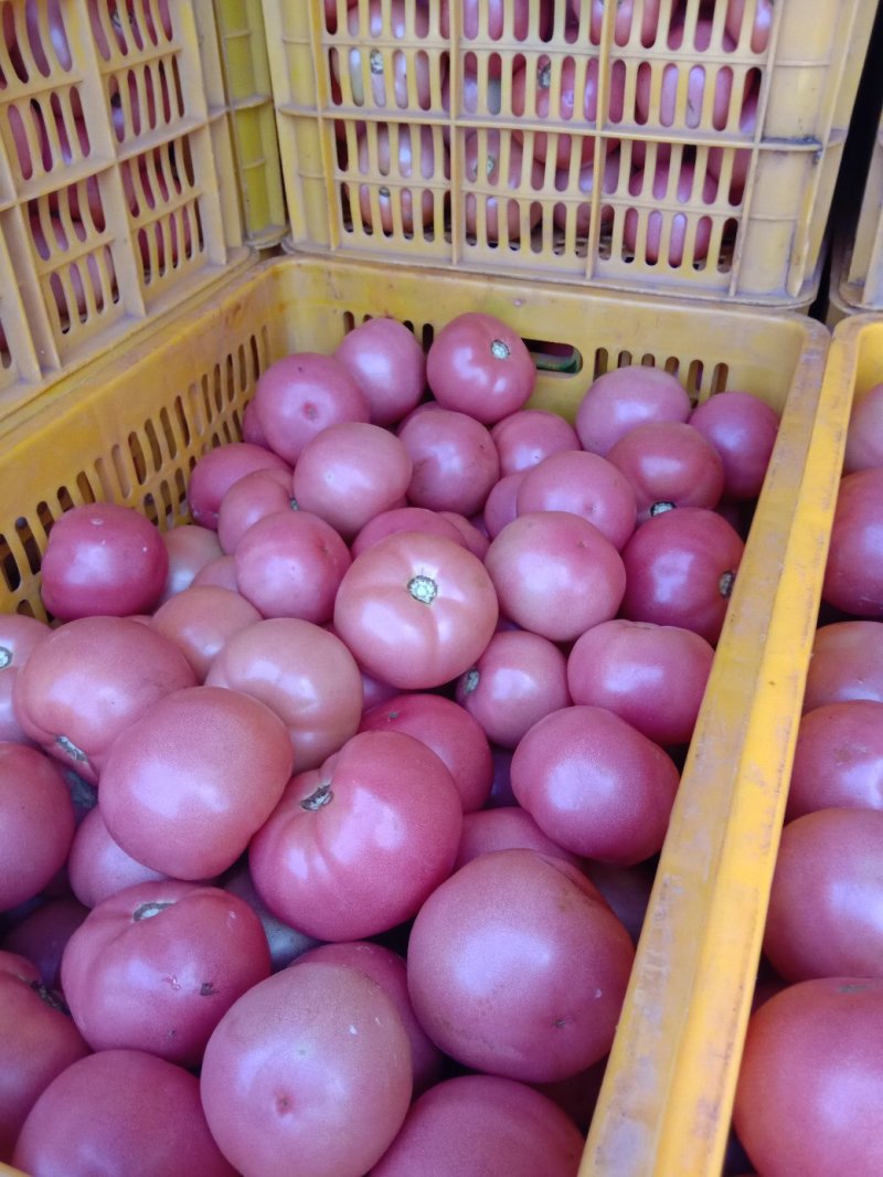 精品西红柿辣椒蔬菜水果代办