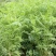 果园绿肥种籽光叶紫花苕种籽毛苕子种子养蜂蜜源植物牧草草籽