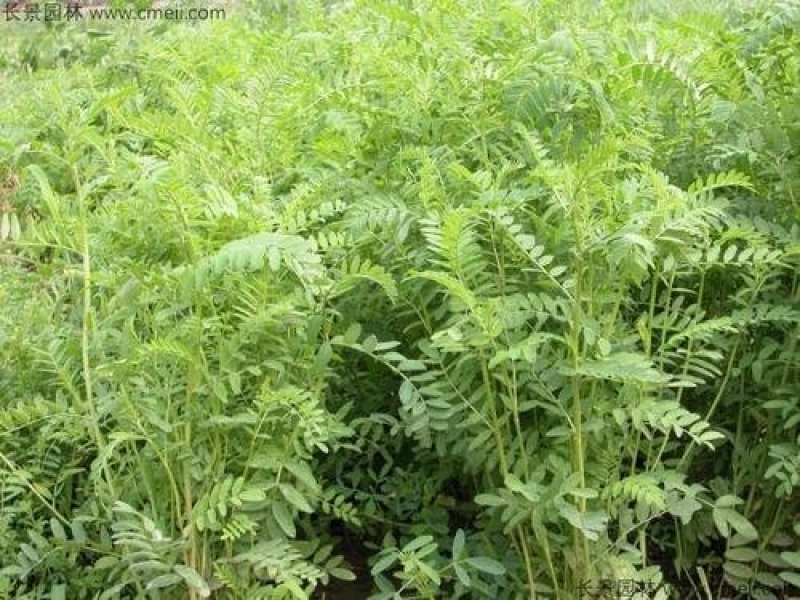 果园绿肥种籽光叶紫花苕种籽毛苕子种子养蜂蜜源植物牧草草籽