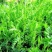 果园绿肥种籽光叶紫花苕种籽毛苕子种子养蜂蜜源植物牧草草籽
