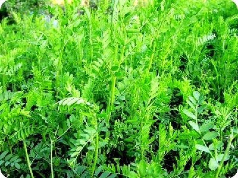果园绿肥种籽光叶紫花苕种籽毛苕子种子养蜂蜜源植物牧草草籽