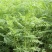 果园绿肥种籽光叶紫花苕种籽毛苕子种子养蜂蜜源植物牧草草籽
