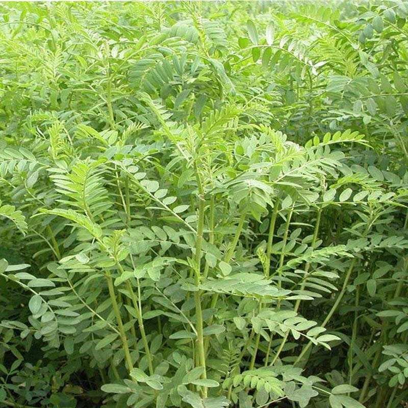 果园绿肥种籽光叶紫花苕种籽毛苕子种子养蜂蜜源植物牧草草籽