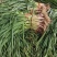 精品蒜苗根正苗红武山向荣菜业