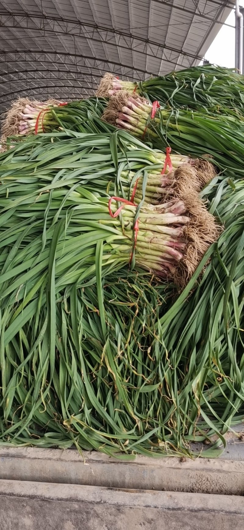 精品蒜苗根正苗红武山向荣菜业