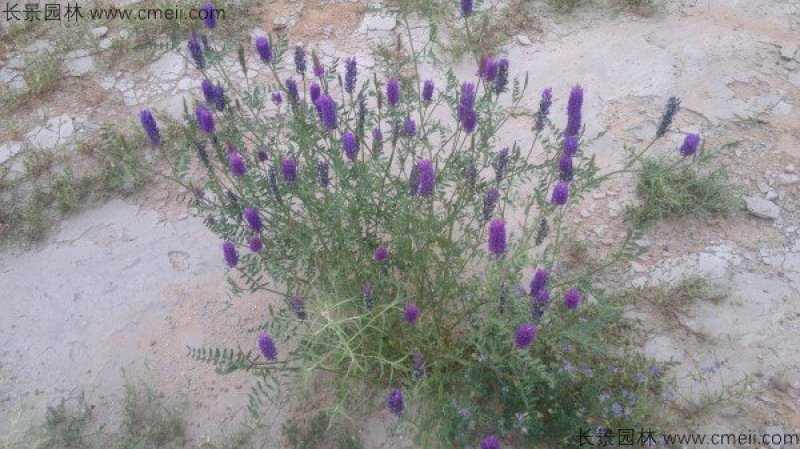 沙打旺种子多年生牧草四季绿肥防沙固土护坡耐寒耐旱