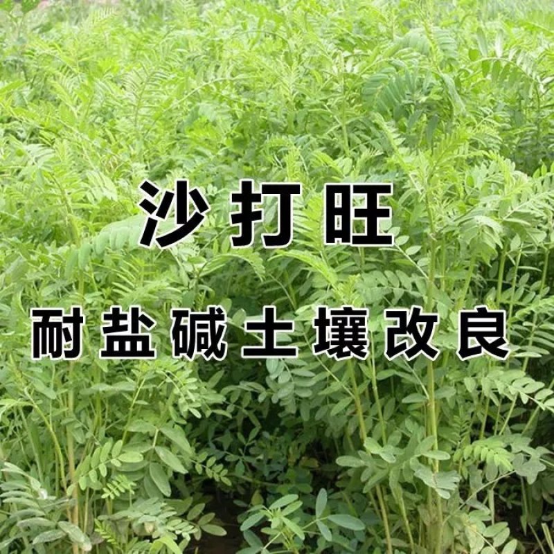 沙打旺种子多年生牧草四季绿肥防沙固土护坡耐寒耐旱