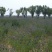 沙打旺种子多年生牧草四季绿肥防沙固土护坡耐寒耐旱