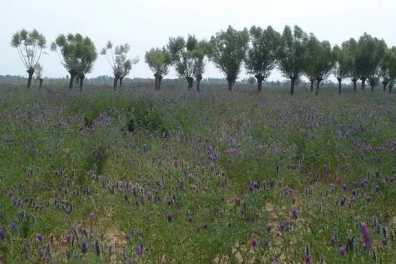 沙打旺种子多年生牧草四季绿肥防沙固土护坡耐寒耐旱