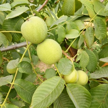 新鲜干核桃九斤包邮