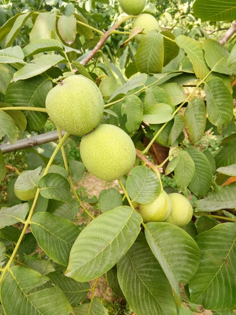 新鲜干核桃九斤包邮