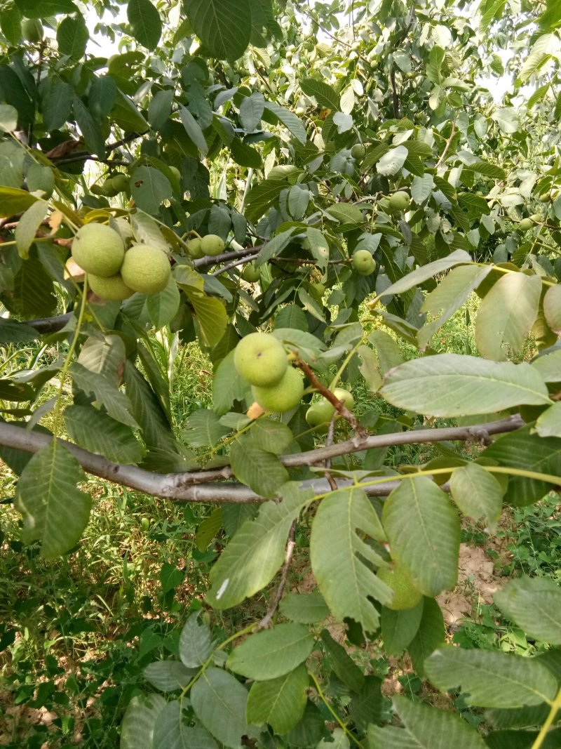 新鲜干核桃九斤包邮