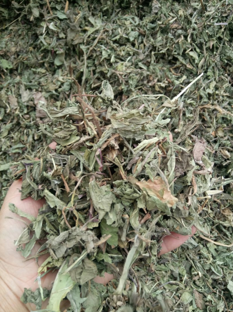 蒲公英可搭配多品种采购大货联系客服