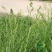 草种子果园鸭茅四季养殖兔兔龙猫小龟净籽牧草籽种子