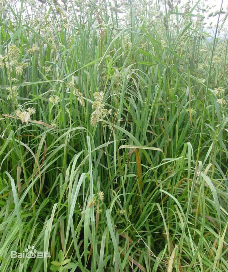 草种子果园鸭茅四季养殖兔兔龙猫小龟净籽牧草籽种子
