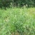 草种子果园鸭茅四季养殖兔兔龙猫小龟净籽牧草籽种子