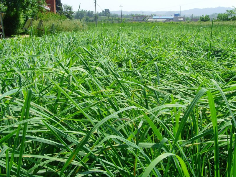 草种子果园鸭茅四季养殖兔兔龙猫小龟净籽牧草籽种子