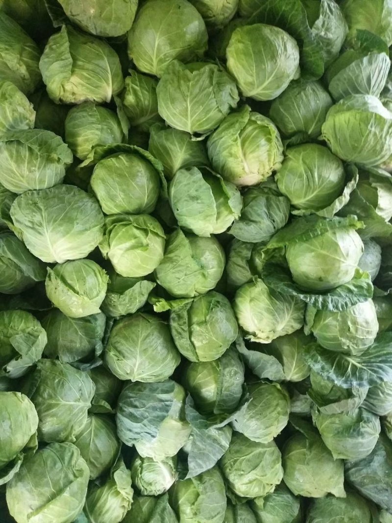 甘蓝，品种多，货源充足，绿翠源果蔬专业合作社
