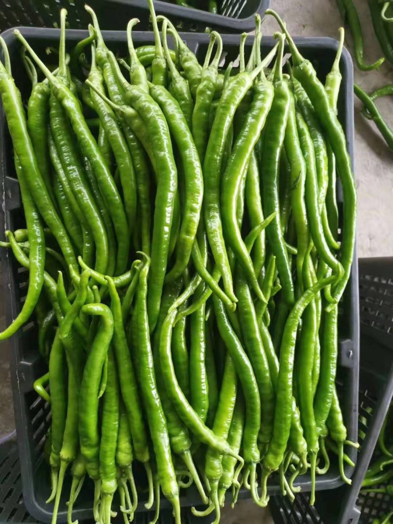 精品蔬菜水果辣椒。