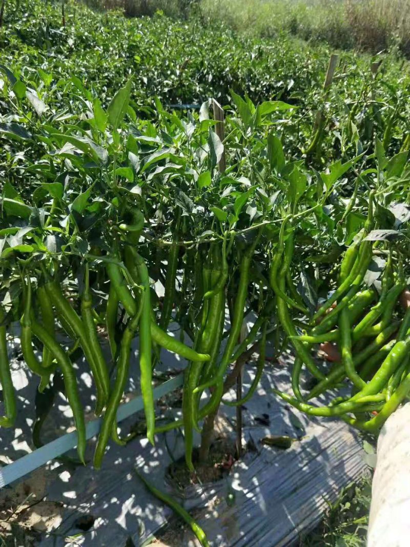 精品蔬菜水果辣椒。