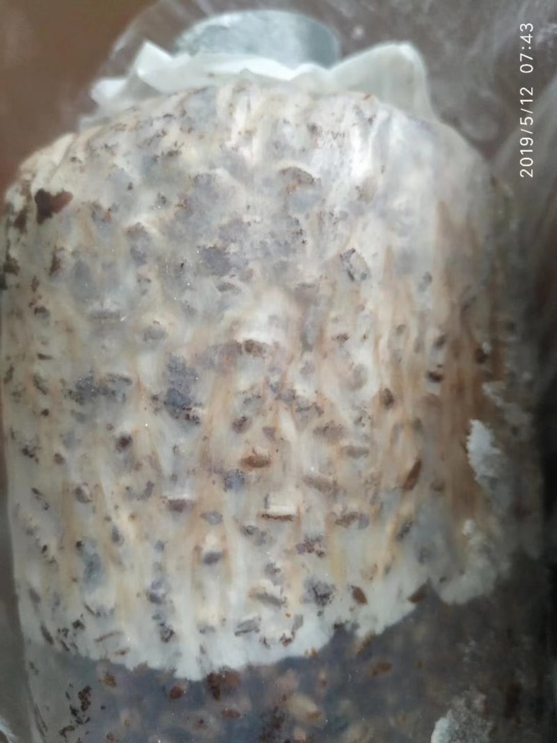 【热销】六妹七妹优质羊肚菌菌种（栽培种）欢迎电联