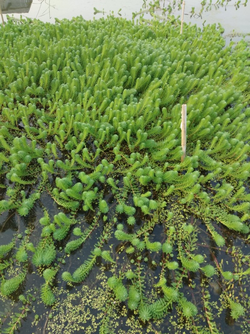 狐尾藻.生长速度快.遇水即活.易种植.水产的好帮手.
