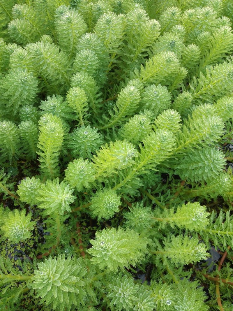 狐尾藻.生长速度快.遇水即活.易种植.水产的好帮手.