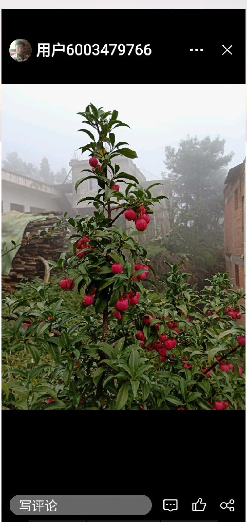 红灯笼树苗