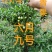 红灯笼树苗