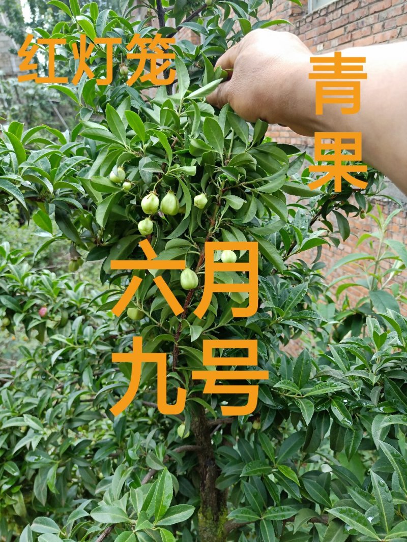 红灯笼树苗