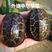 中华草龟碌乌龟中华草龟6-8厘米，1-3两