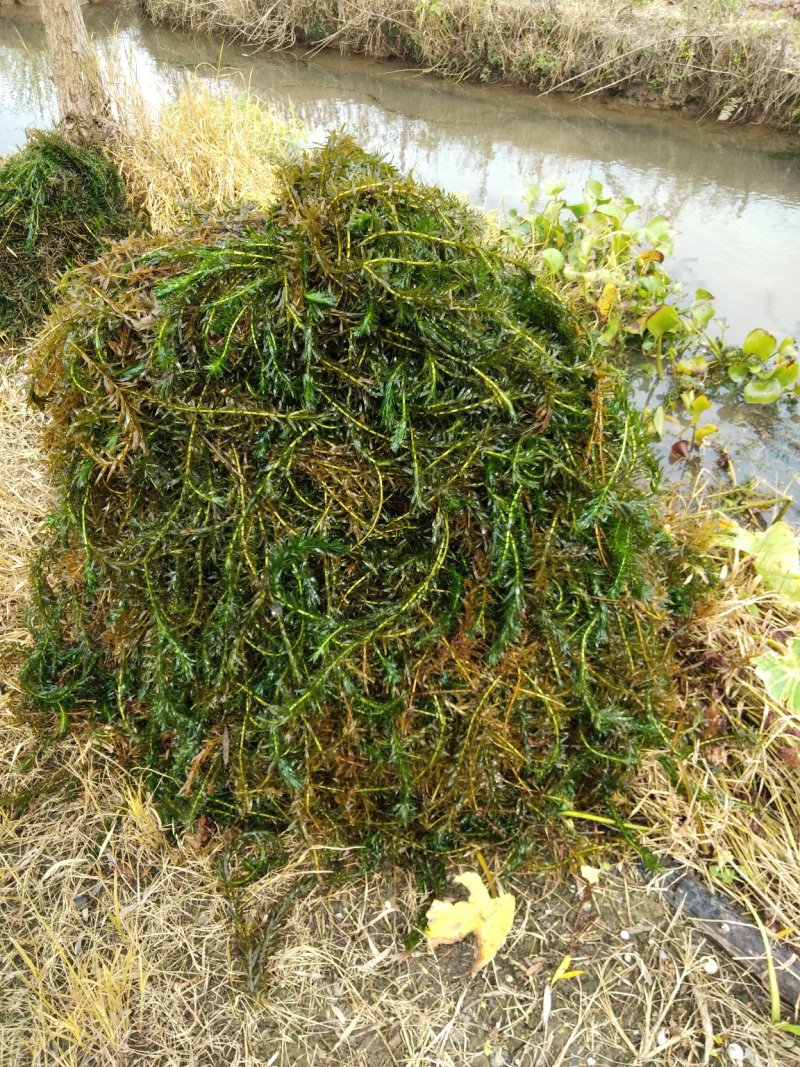 黑叶轮藻～广西桂林水草供应