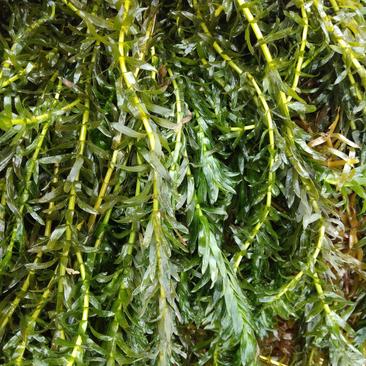 黑叶轮藻～广西桂林水草供应
