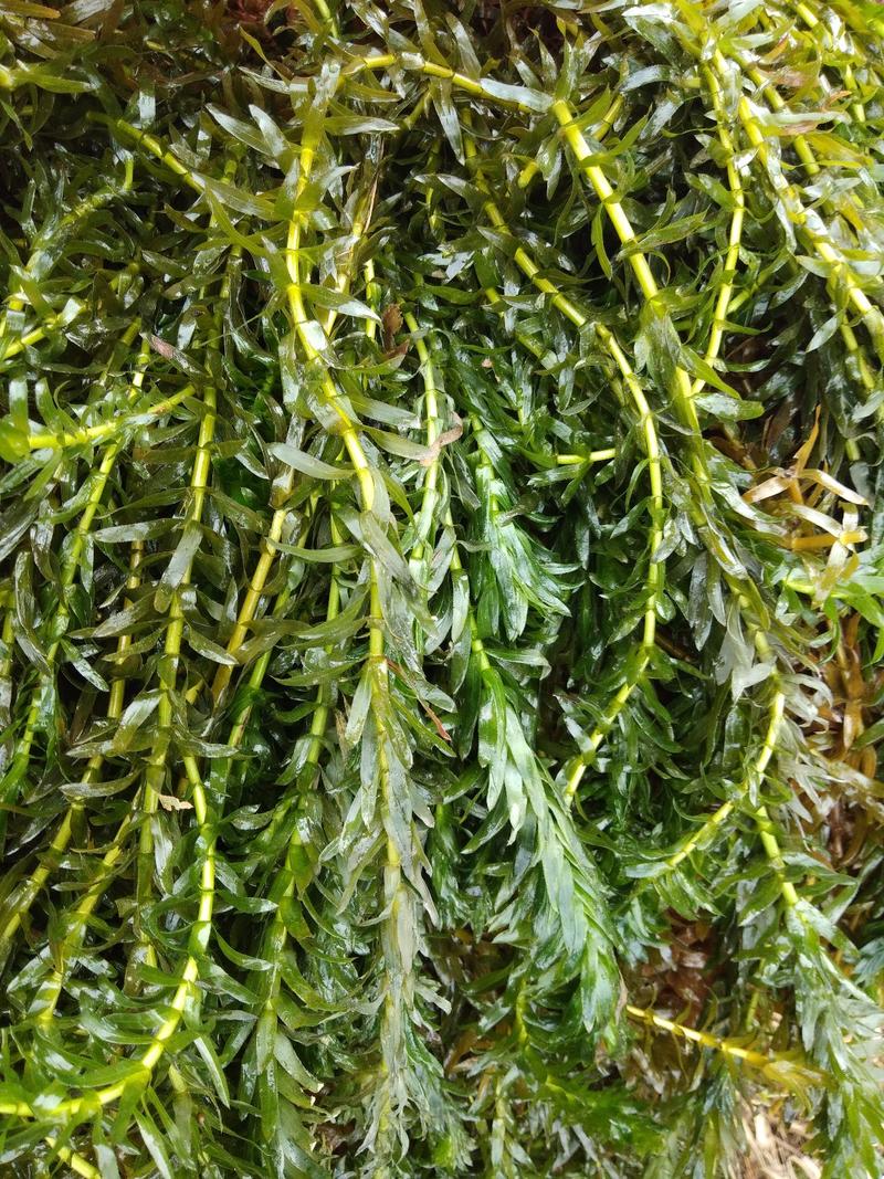 黑叶轮藻～广西桂林水草供应