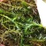 黑叶轮藻～广西桂林水草供应
