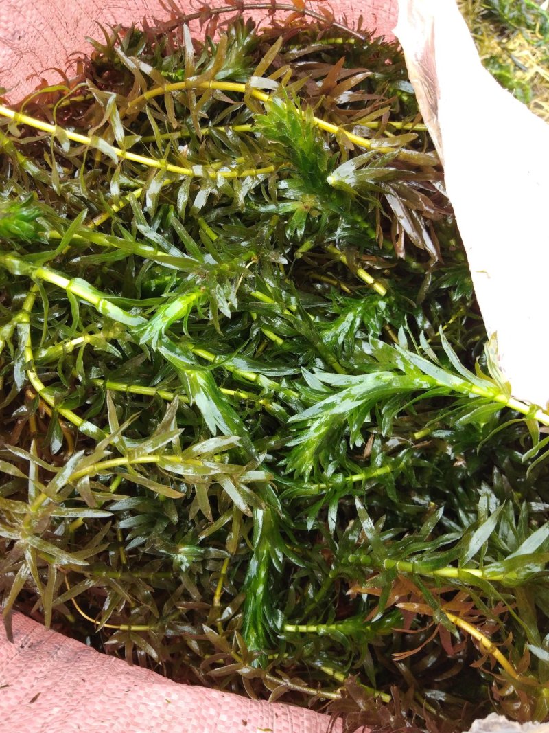 黑叶轮藻～广西桂林水草供应