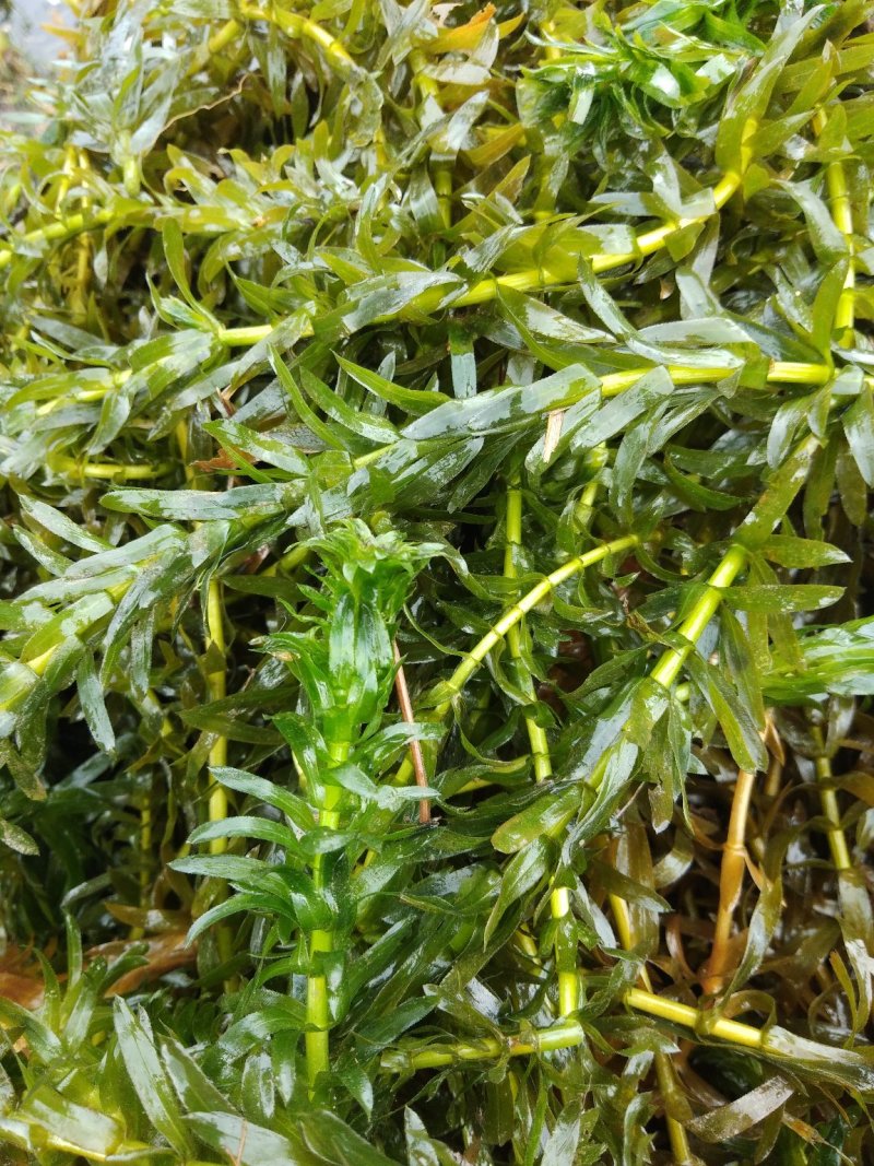 黑叶轮藻～广西桂林水草供应