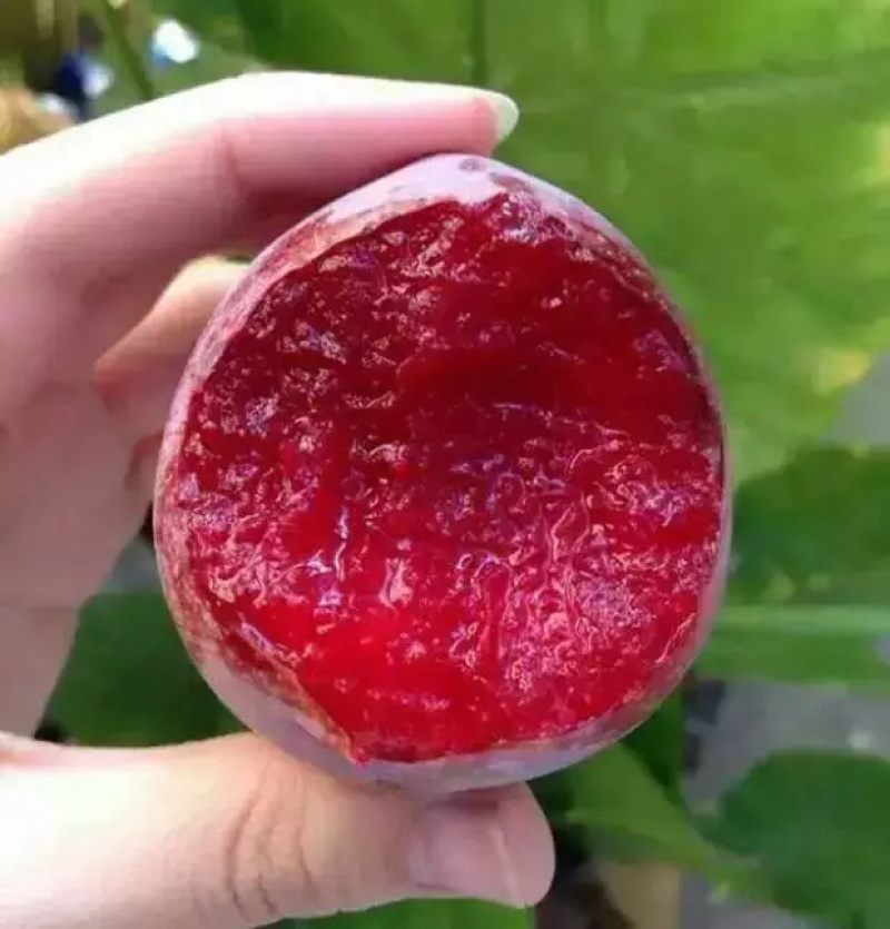 新品种无核冰糖李子苗南北方种植现挖苗当年结果