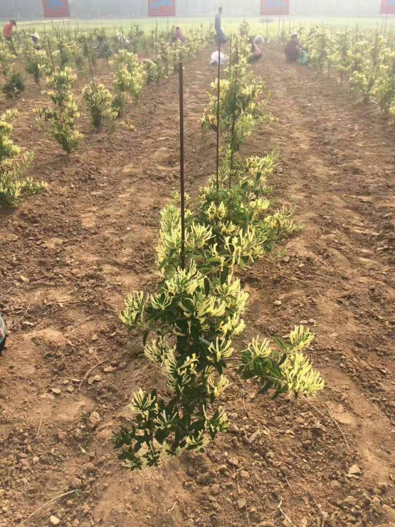 金银花种苗，山东金银花之乡严选金银花种苗