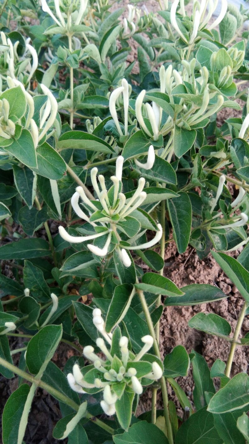 金银花种苗，山东金银花之乡严选金银花种苗