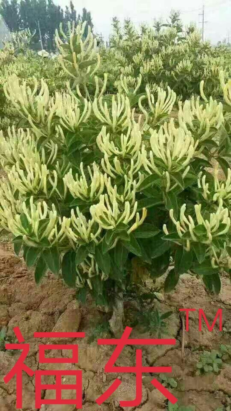 金银花种苗，山东金银花之乡严选金银花种苗