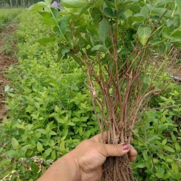 金银花种苗，山东金银花之乡严选金银花种苗