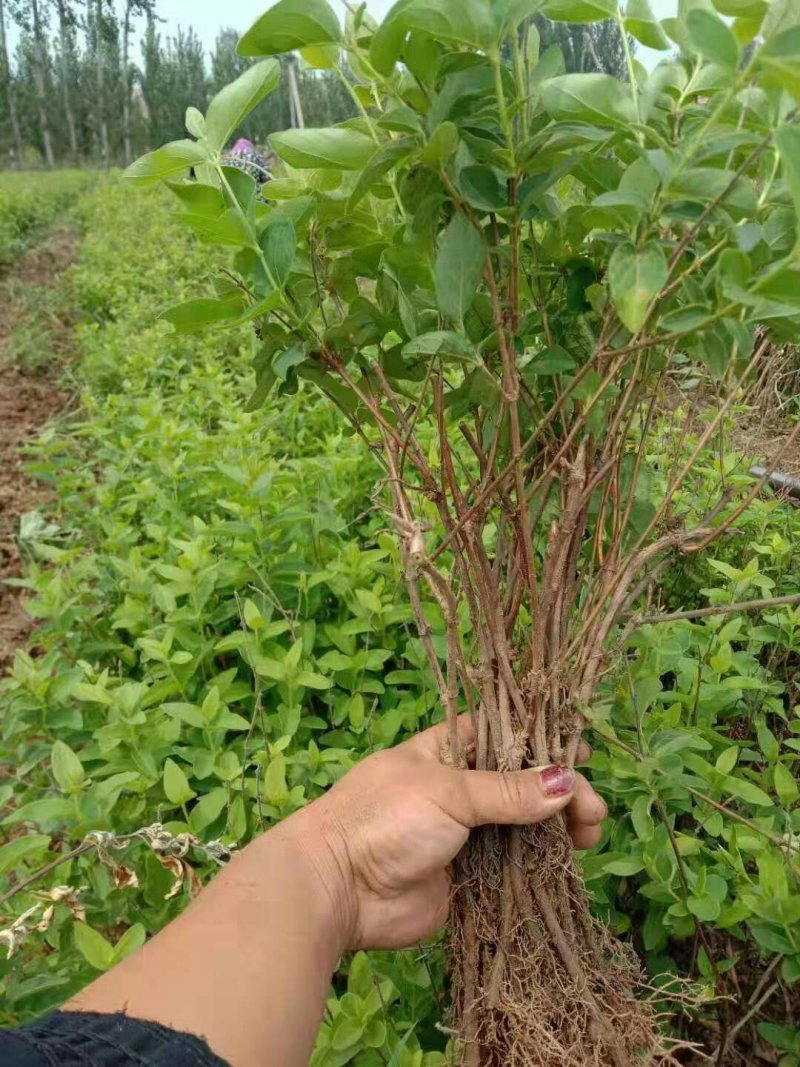 金银花种苗，山东金银花之乡严选金银花种苗