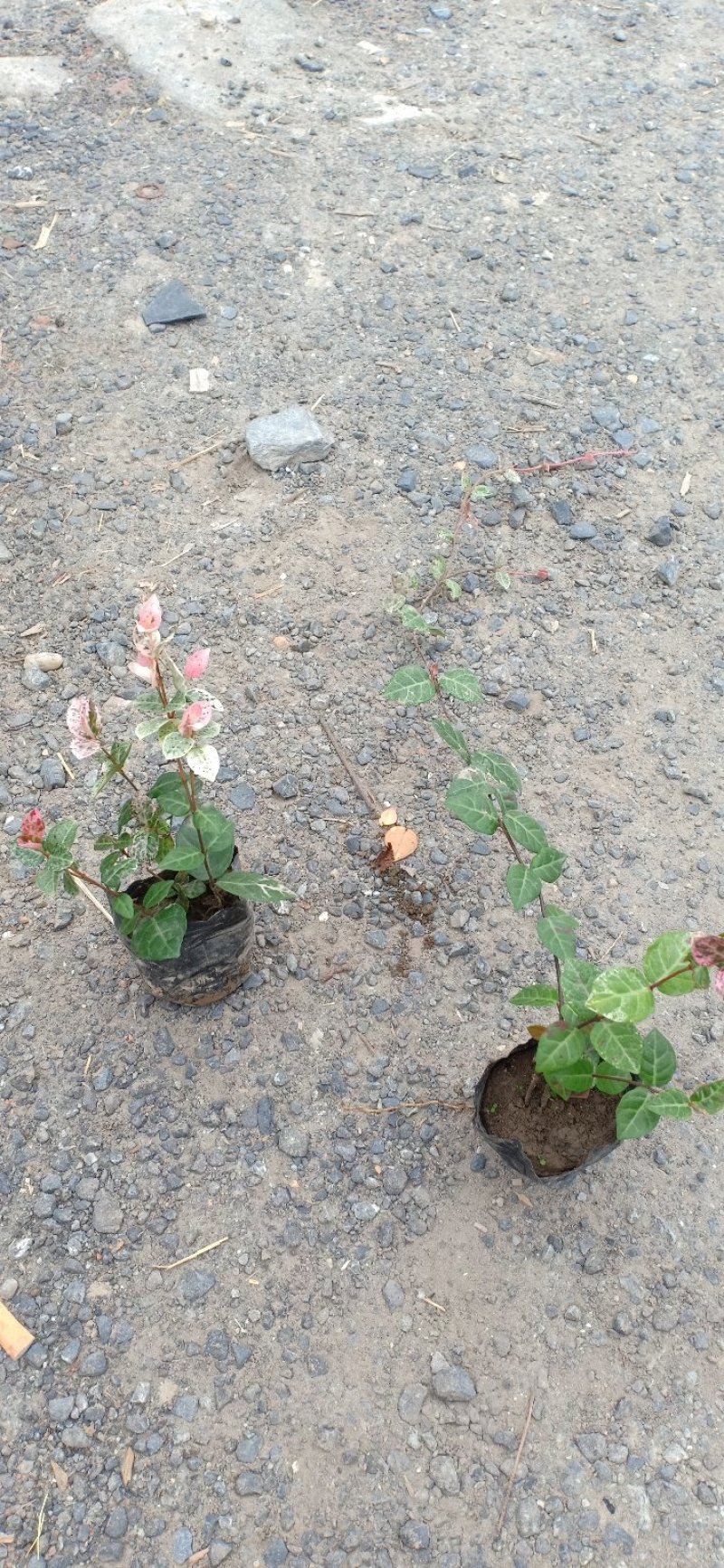 花叶络石，基地大量出售。。。。。。。。。。。