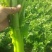 【优质】芹菜大量供应产地直发