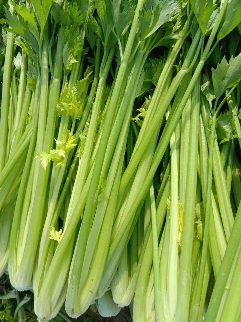 【优质】芹菜大量供应产地直发